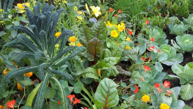 Permaculture for People and Place - S.E.E.D (Soil. Environment. Elements. Discovery)