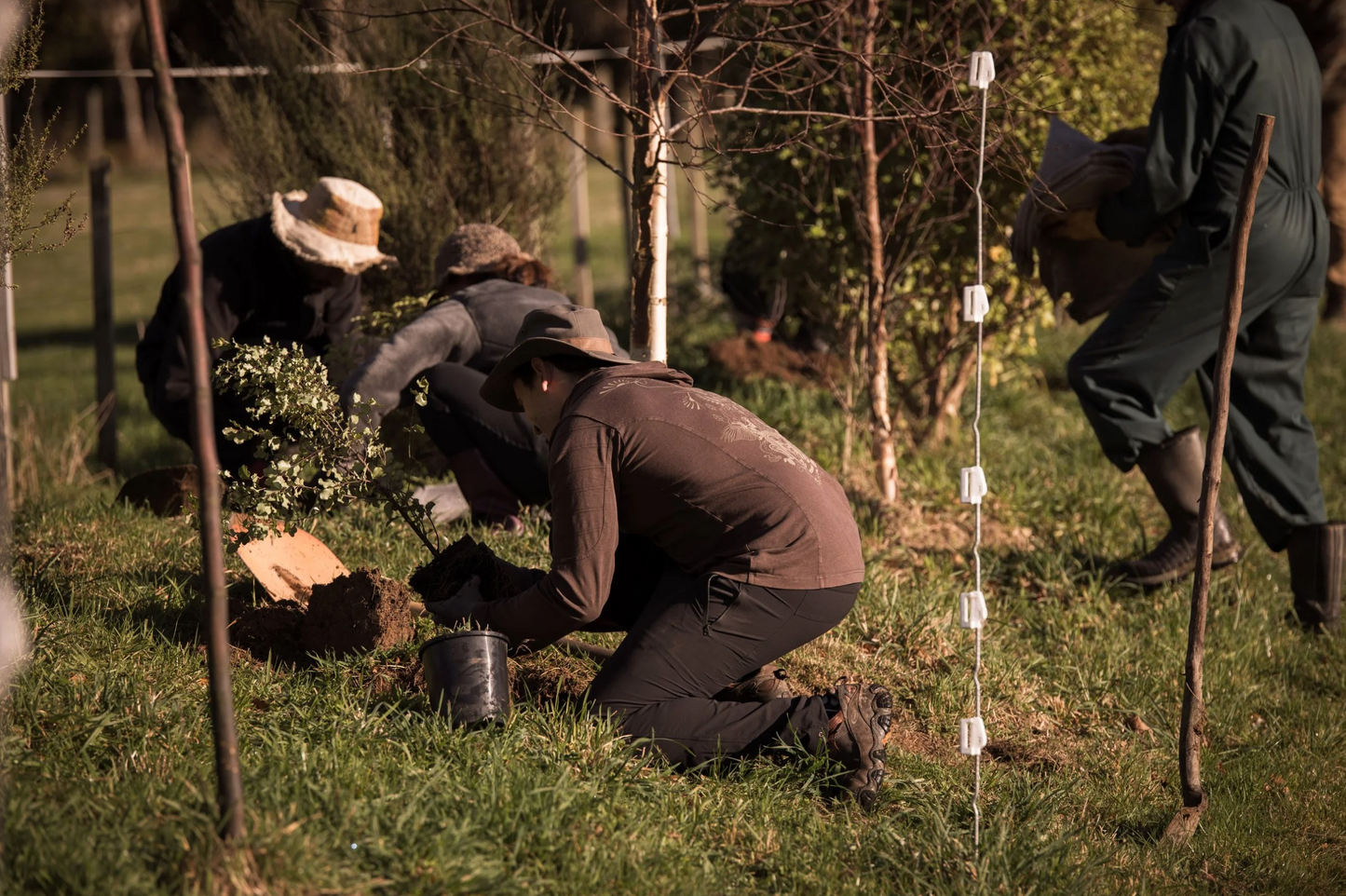 Tree Planting with Forest & Bird β Sat 6th September | 10AM - 3PM