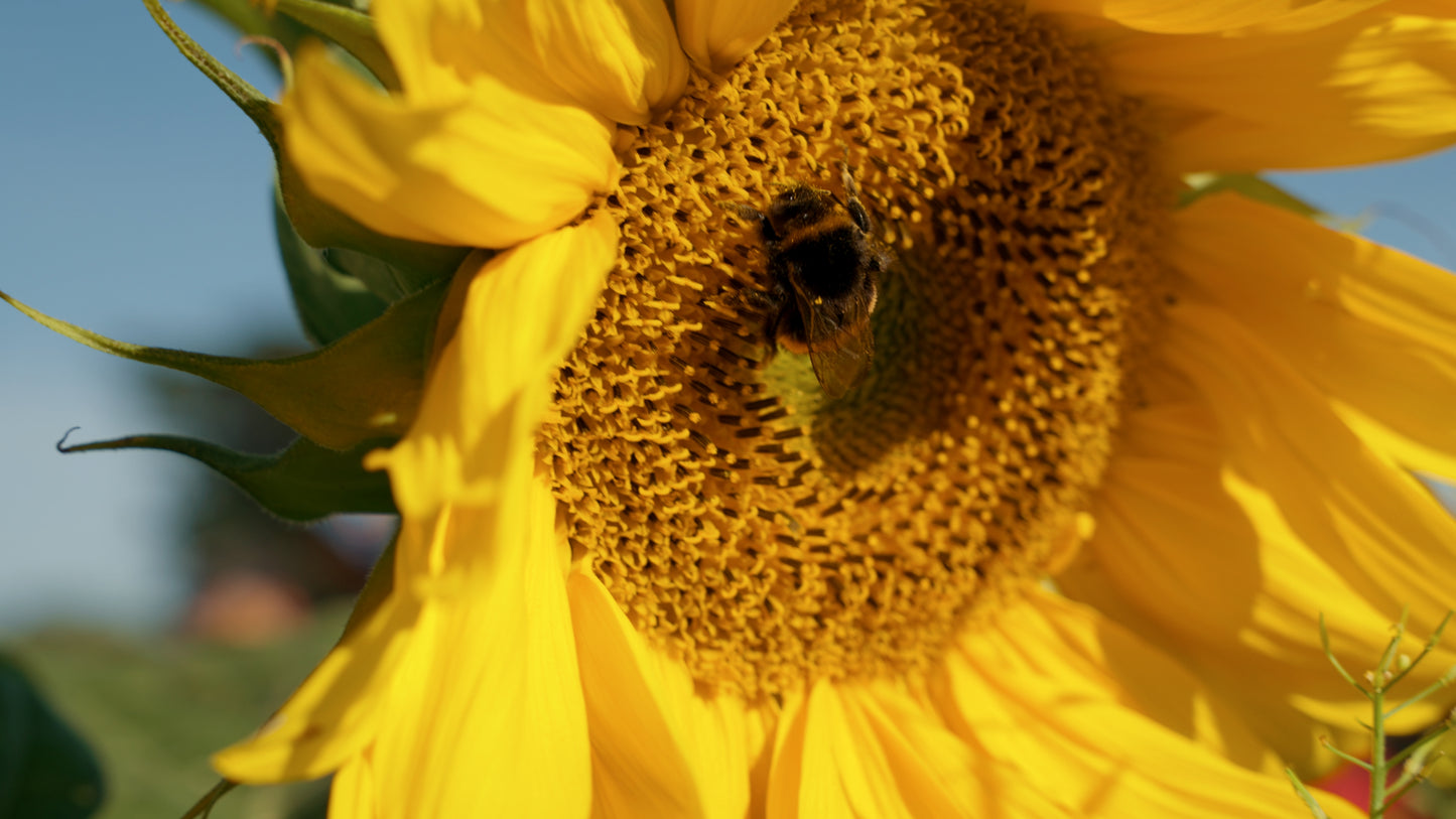 Regenerative Garden Tour — Tue 9th September | 9AM - 10AM