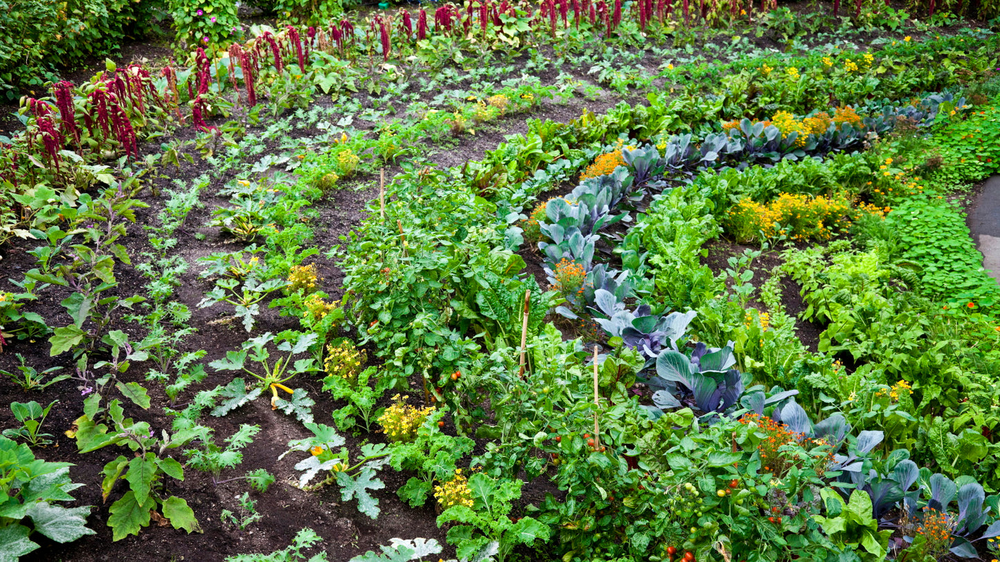 Permaculture for People and Place - S.E.E.D (Soil. Environment. Elements. Discovery)