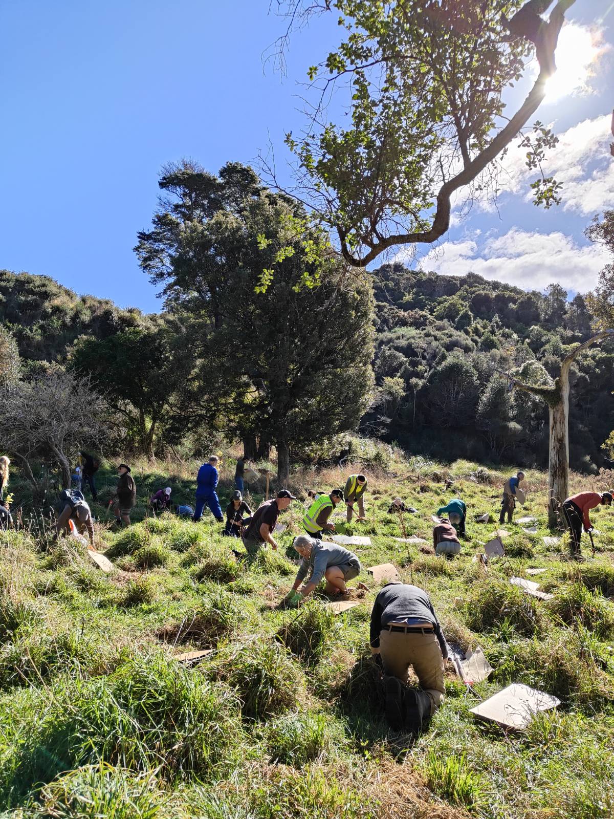 Tree Planting Day & Predator Free Mangaroa Network – Mangaroa Farms