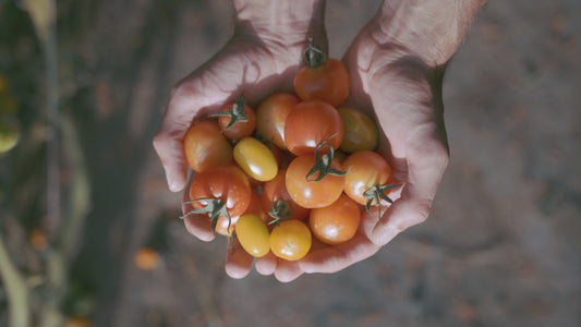 What's Growing and Good for you this Season: Autumn