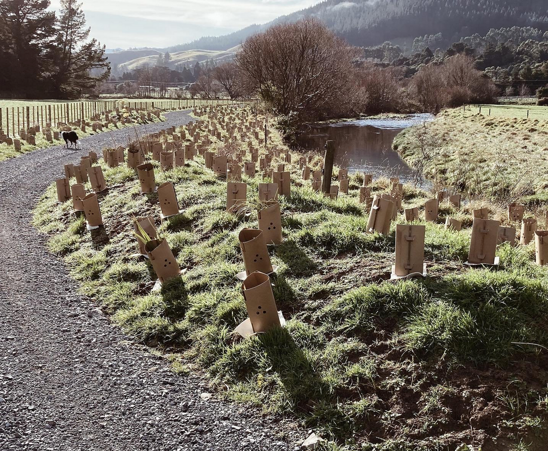 31,000 Native Trees Planted next to the Mangaroa River