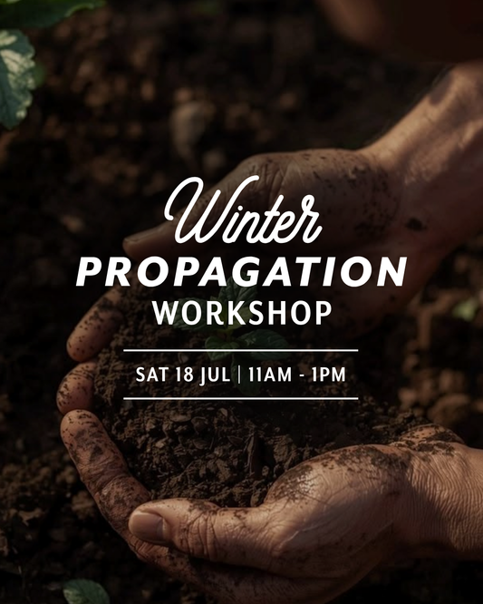 Winter Propagation  — Sat 18th July | 11:00AM - 1:00PM