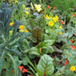 Permaculture for People and Place - S.E.E.D (Soil. Environment. Elements. Discovery)