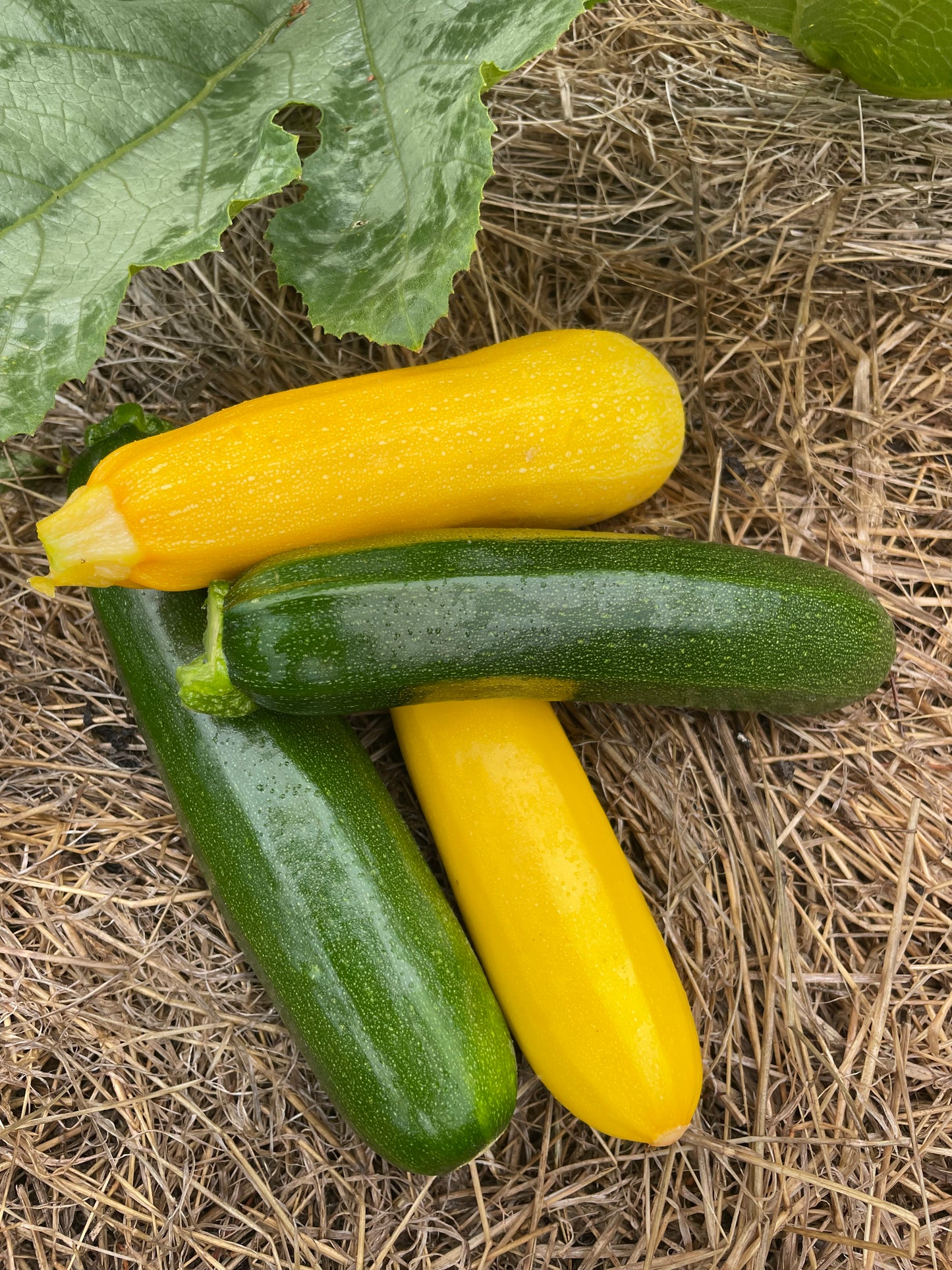 Mangaroa Farms Zucchini