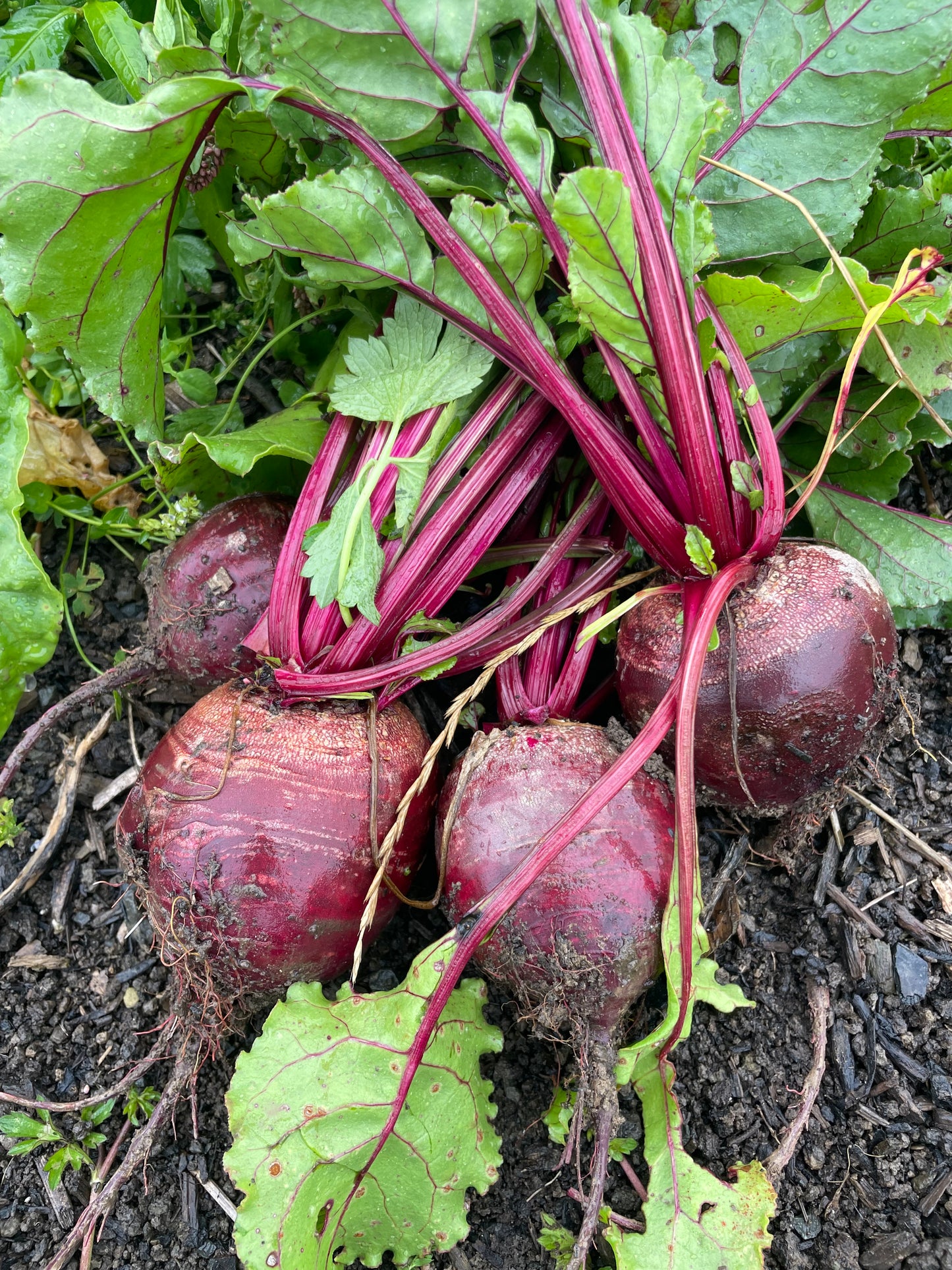 Mangaroa Farms Red Beetroot