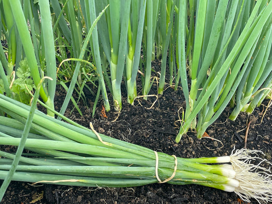 Mangaroa Farms Spring Onion (bunch)