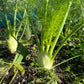 Fennel Mangaroa Farms