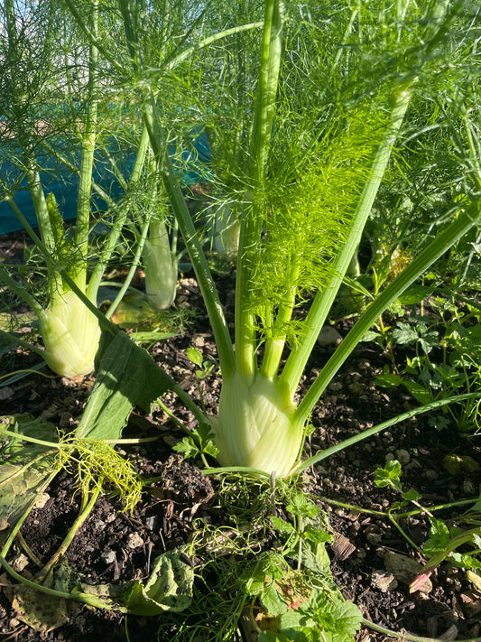 Fennel Mangaroa Farms