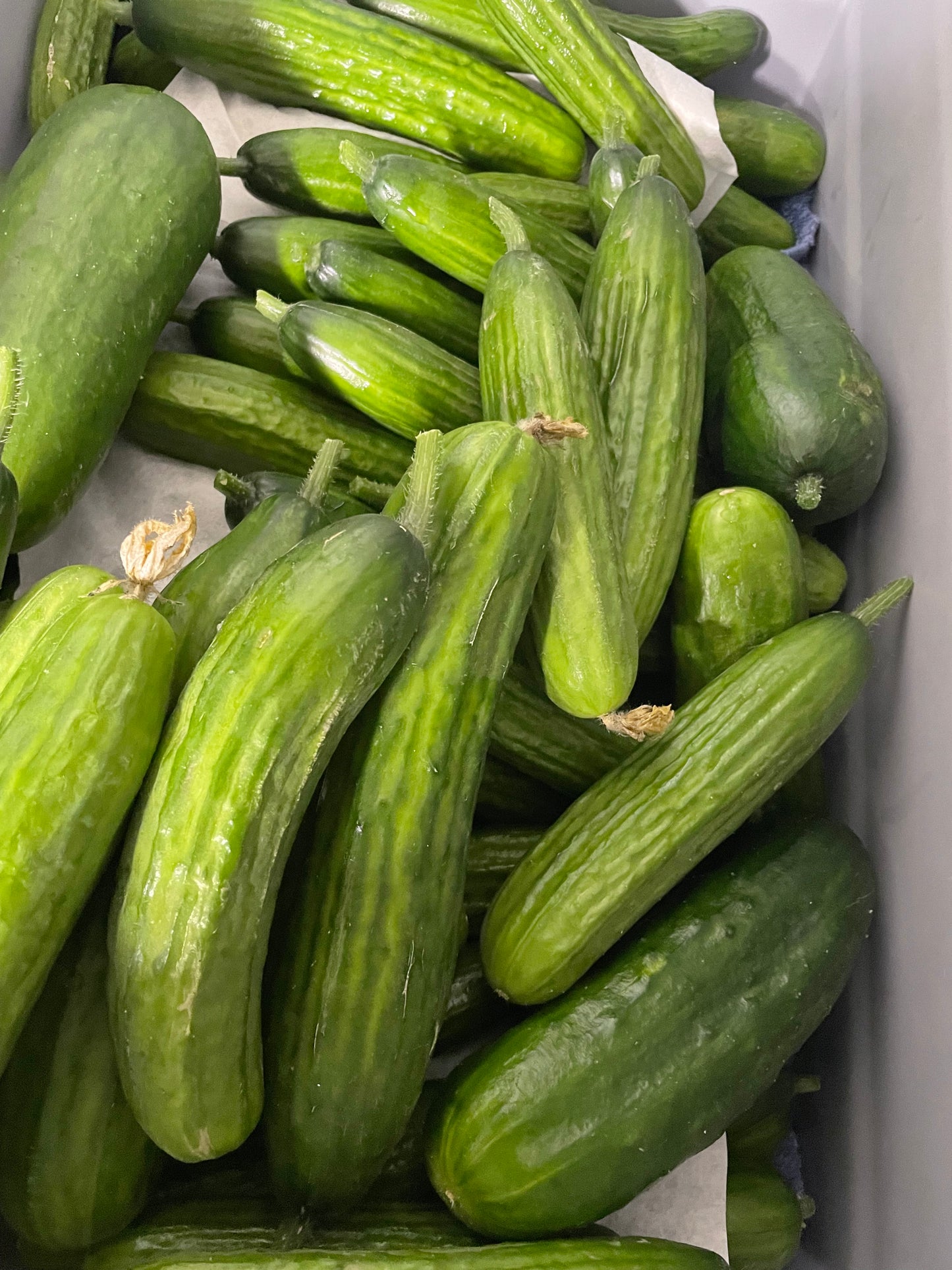 Mangaroa Farms Cucumbers