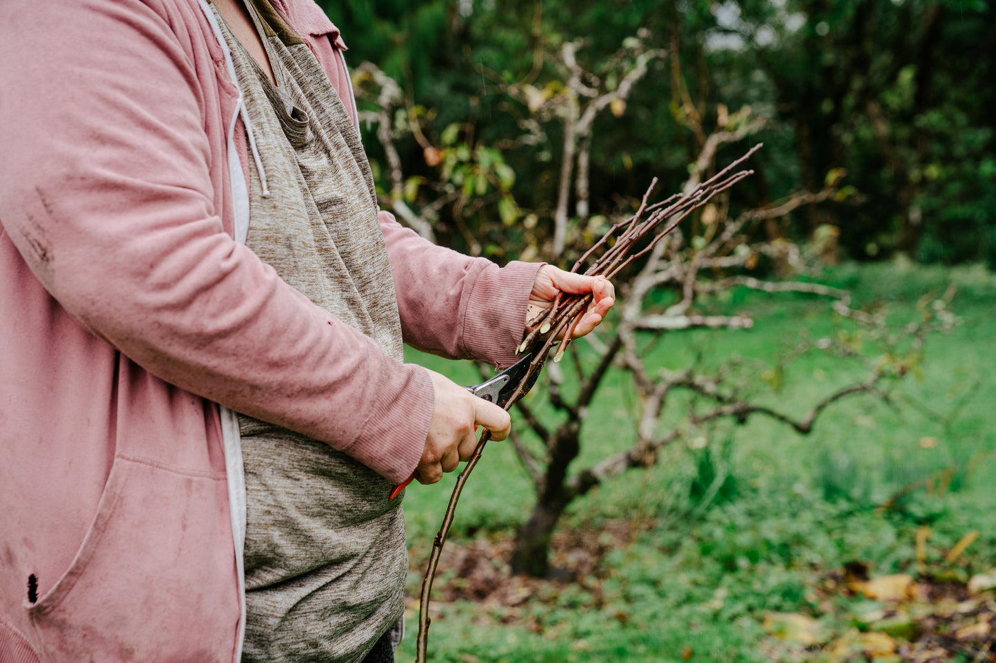 Tree Planting + Grafting Day for Fruit & Forage Loop — Sat 29th August | 9:30AM - 1:30PM