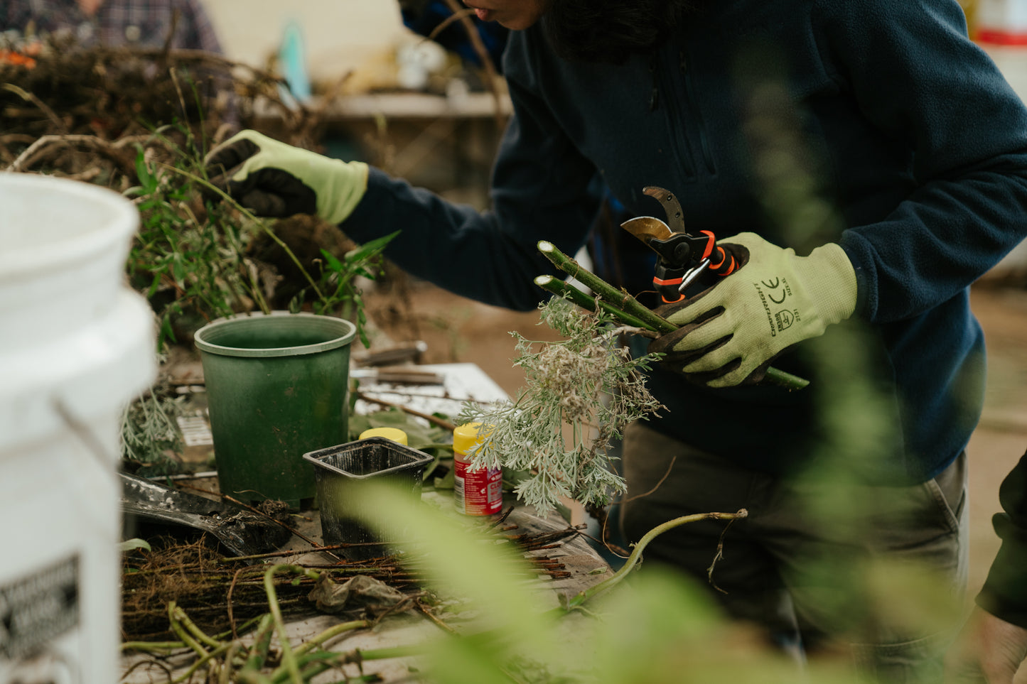 Tree Planting + Grafting Day for Fruit & Forage Loop — Sat 29th August | 9:30AM - 1:30PM