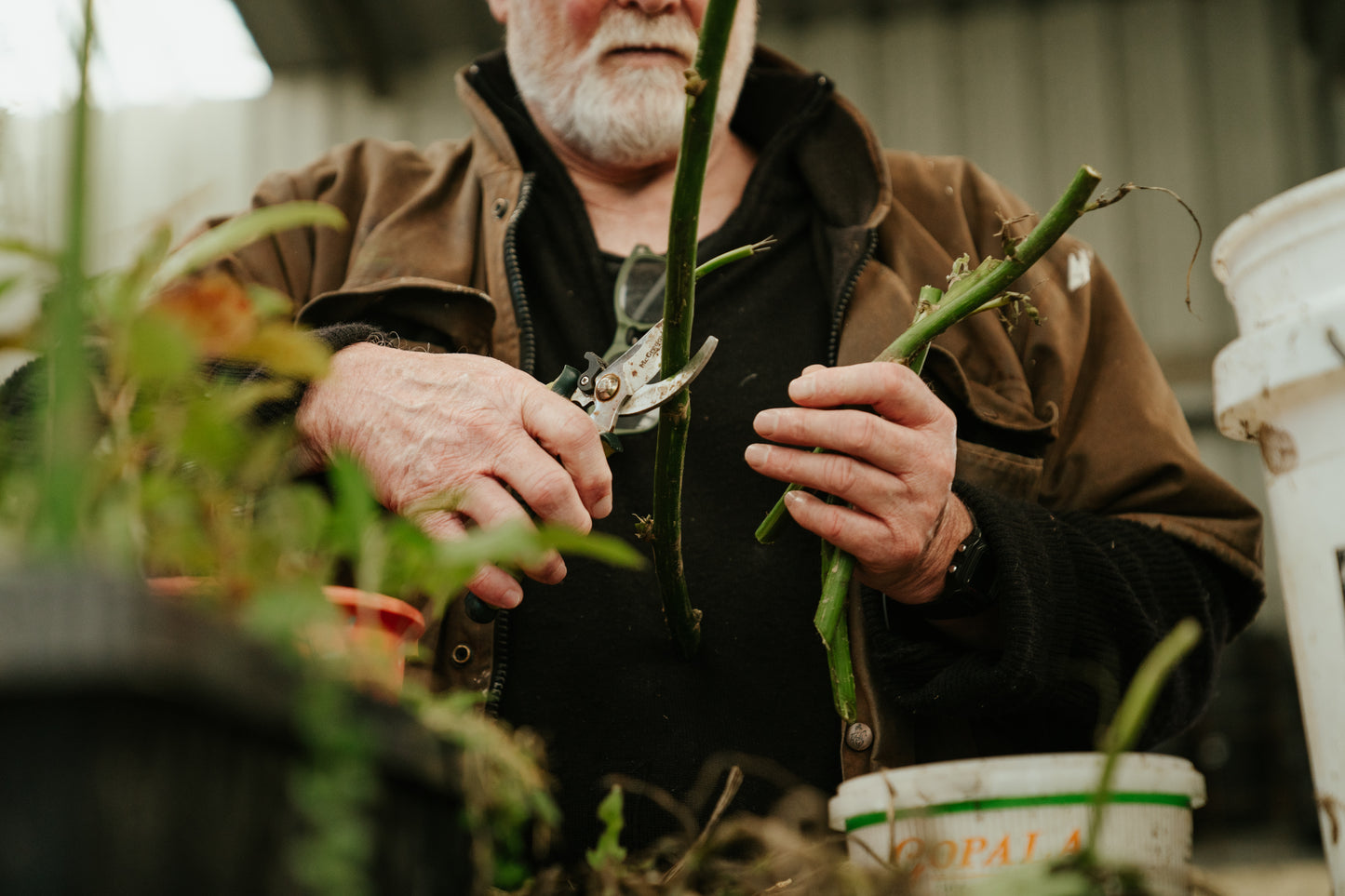 Tree Planting + Grafting Day for Fruit & Forage Loop — Sat 29th August | 9:30AM - 1:30PM