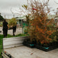 Tree Planting + Grafting Day for Fruit & Forage Loop — Sat 29th August | 9:30AM - 1:30PM