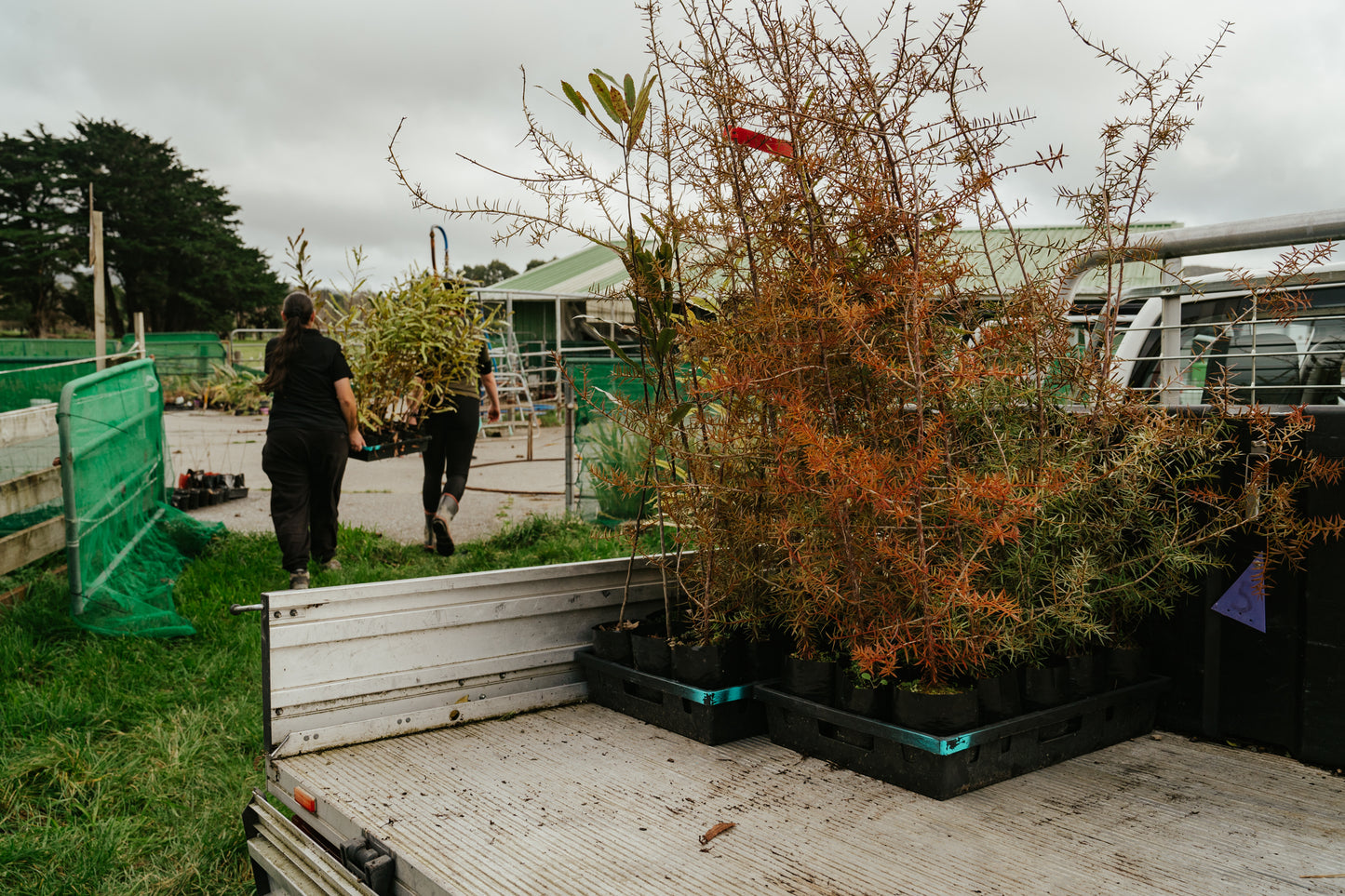 Tree Planting + Grafting Day for Fruit & Forage Loop — Sat 29th August | 9:30AM - 1:30PM