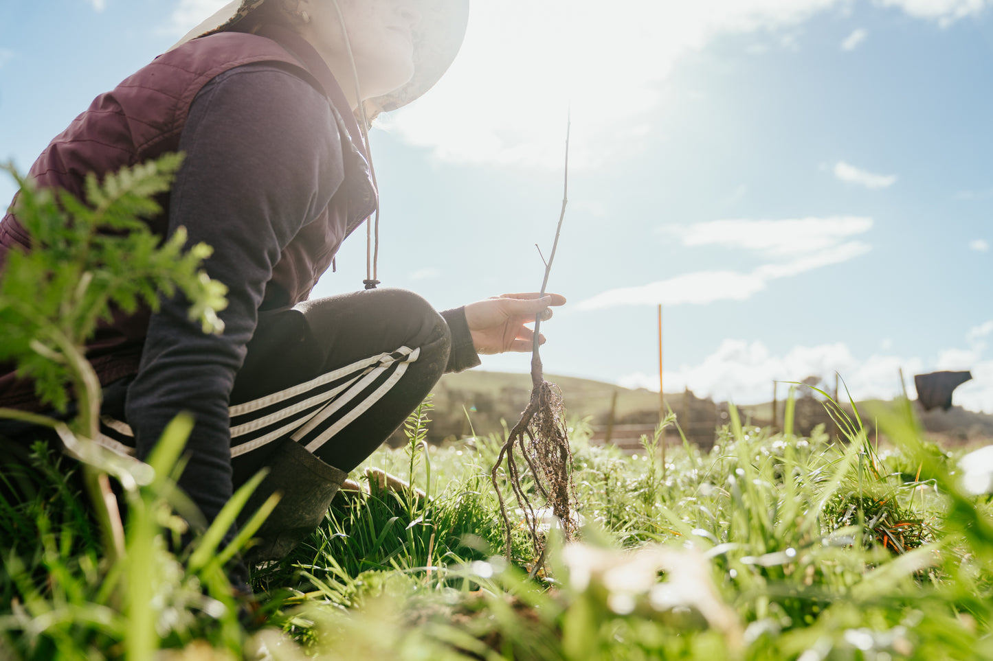Tree Planting + Grafting Day for Fruit & Forage Loop — Sat 29th August | 9:30AM - 1:30PM
