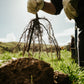 Tree Planting + Grafting Day for Fruit & Forage Loop — Sat 29th August | 9:30AM - 1:30PM