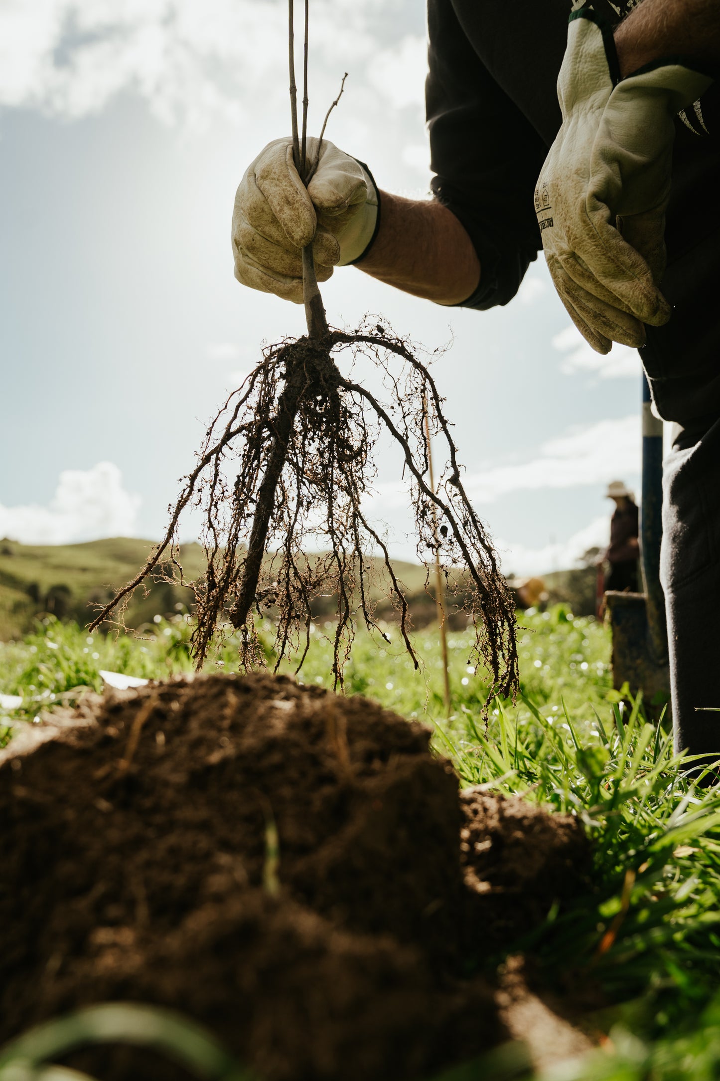 Tree Planting + Grafting Day for Fruit & Forage Loop — Sat 29th August | 9:30AM - 1:30PM