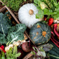 Pick Your Own Veges — Sat 2nd May | 9:00AM - 11:00AM