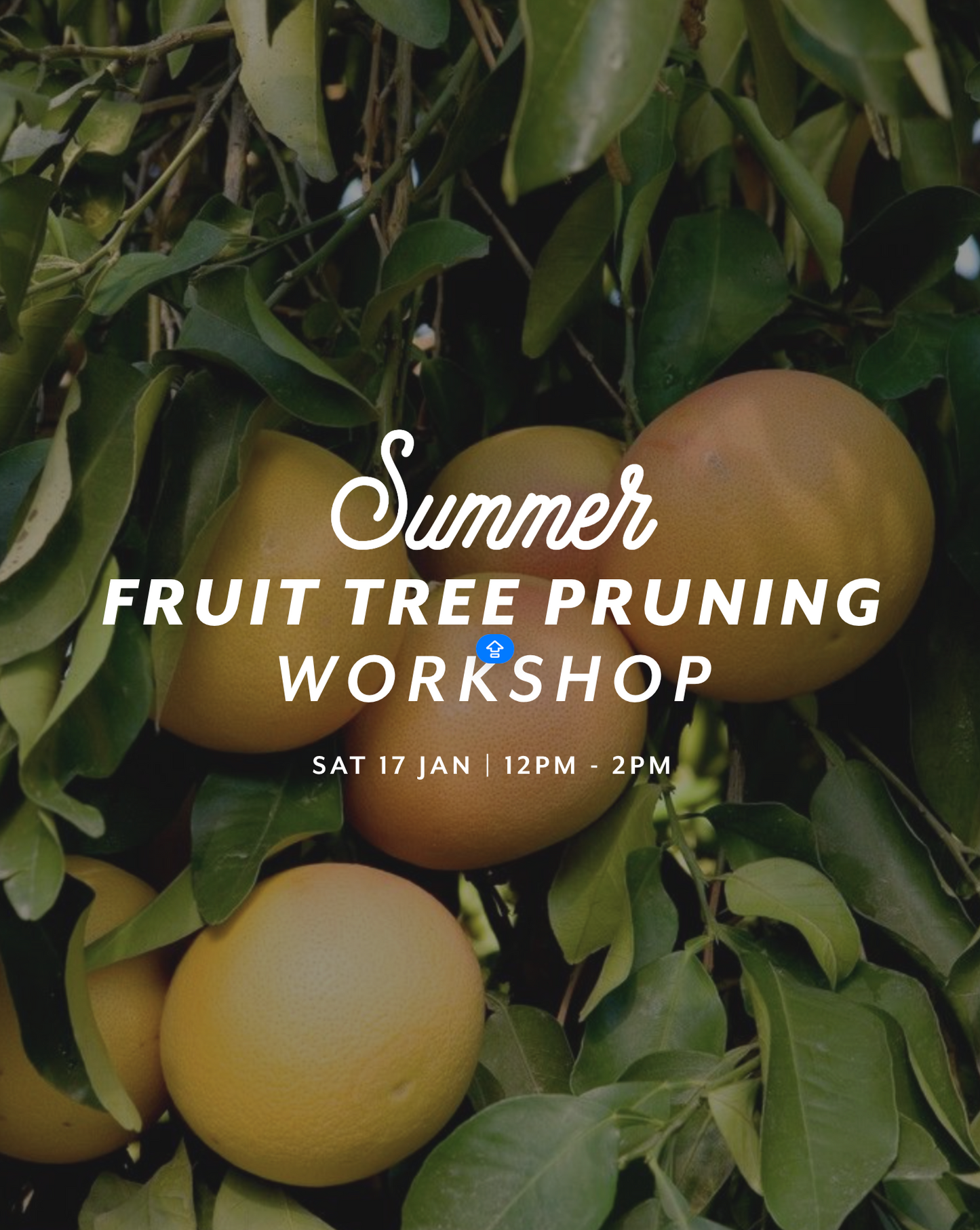 Summer Fruit Tree Pruning Workshop — Sat 17th January | 12:30PM - 2:30PM
