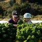Pick Your Own Veges — Sat 3rd October | 9:00AM - 11:00AM