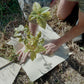 Community Planting Day — Sat 16th August | 10:00AM - 3:00PM