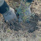 Tree Planting + Grafting Day for Fruit & Forage Loop — Sat 29th August | 9:30AM - 1:30PM