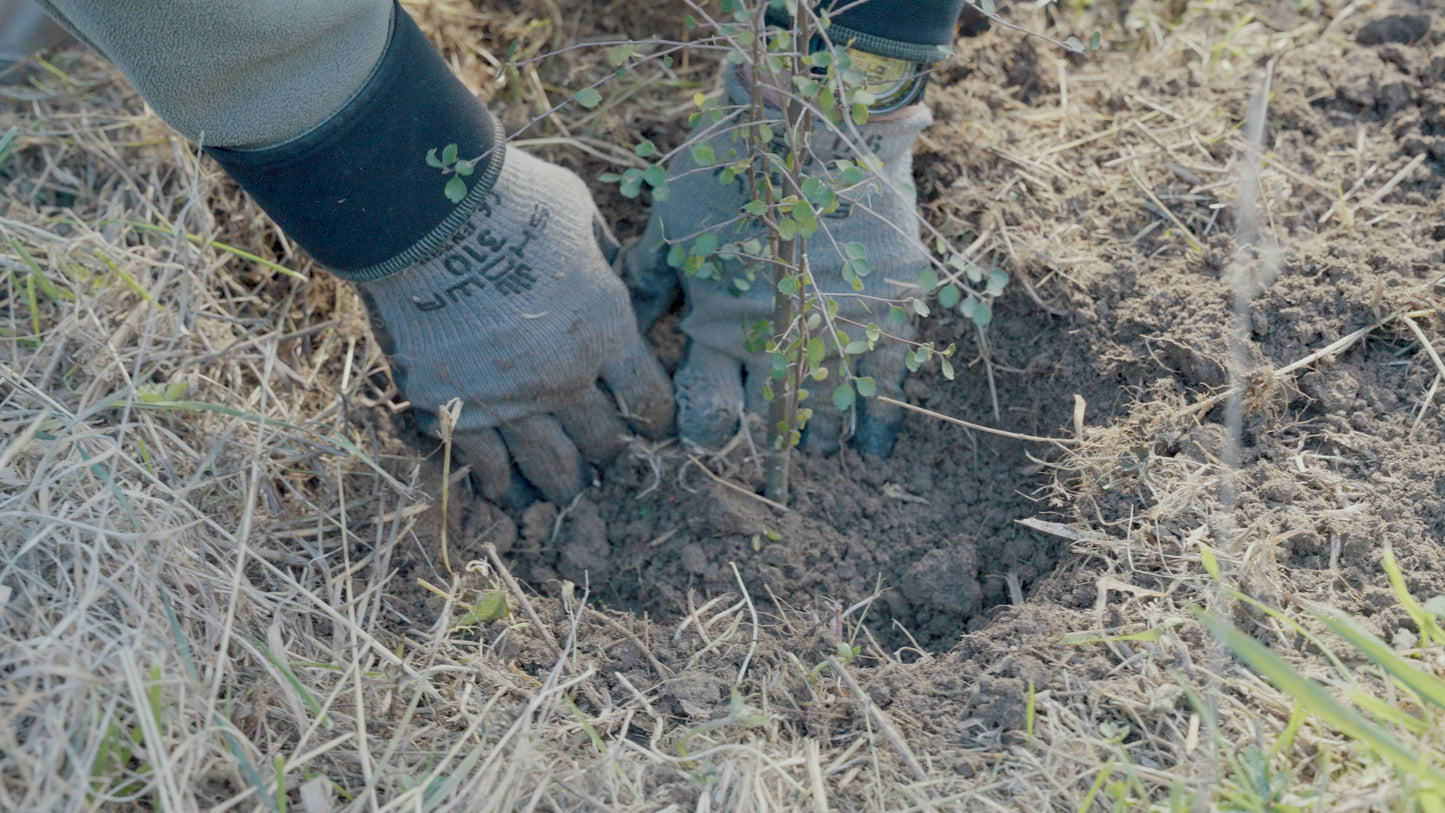 Tree Planting + Grafting Day for Fruit & Forage Loop — Sat 29th August | 9:30AM - 1:30PM