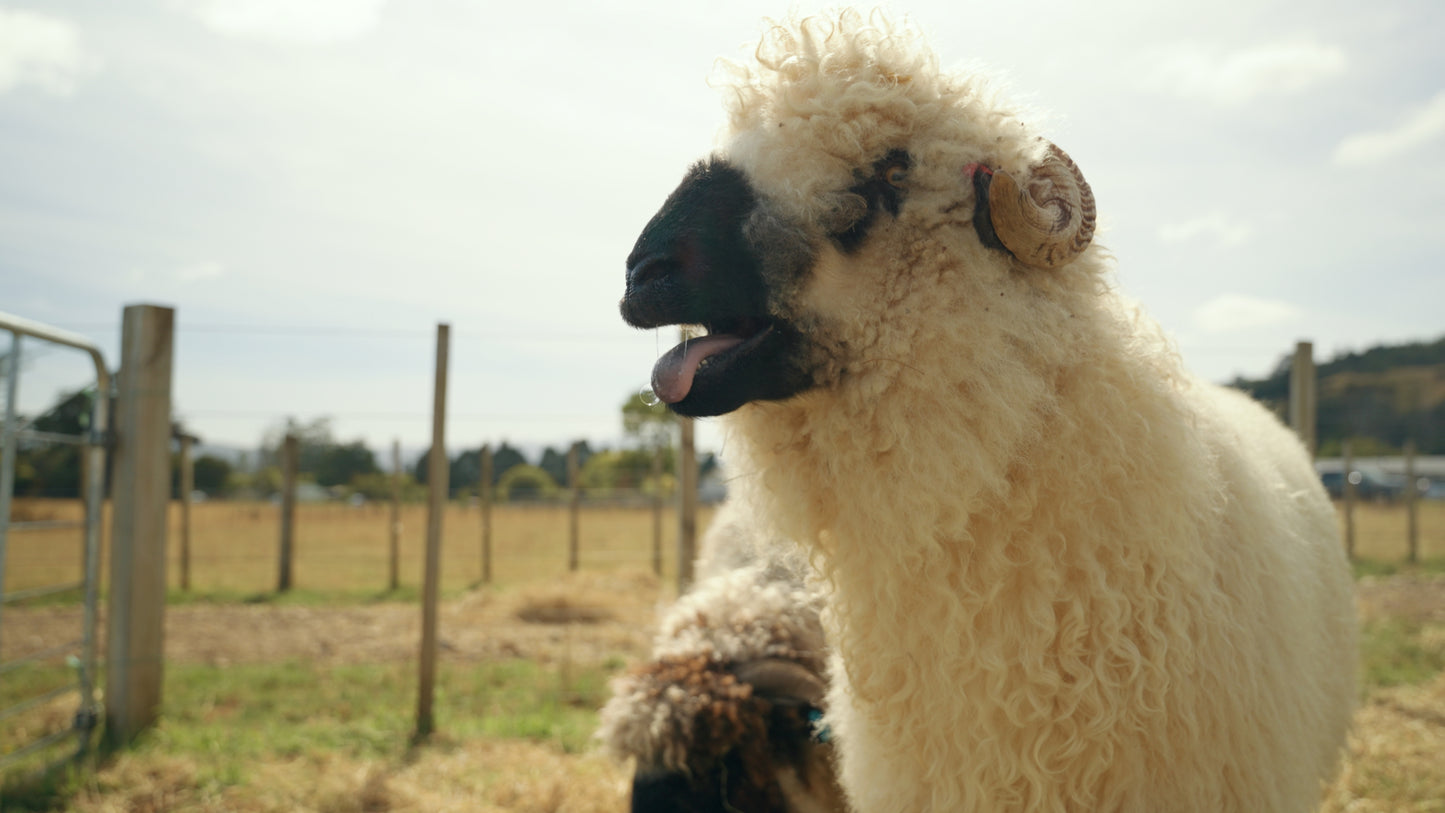 Mangaroa Farms Harvest Festival — Sat 21st March | 10:00AM - 3:00PM