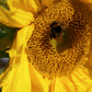 Regenerative Garden Tour — Tue 9th September | 9AM - 10AM