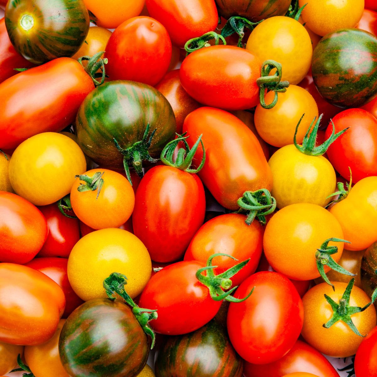 Mangaroa Farms Cherry Tomatoes