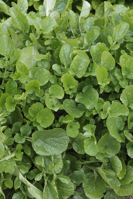 MF Cress 150g