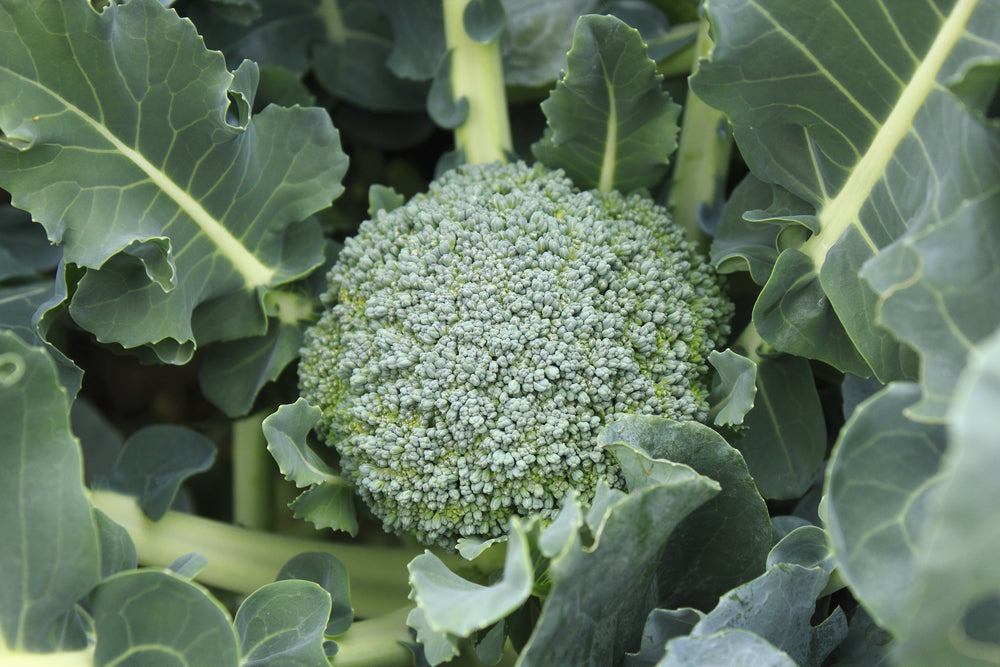 Mangaroa Farms Broccoli