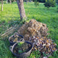 Tree Planting with Forest & Bird — Sat 6th September | 10AM - 3PM
